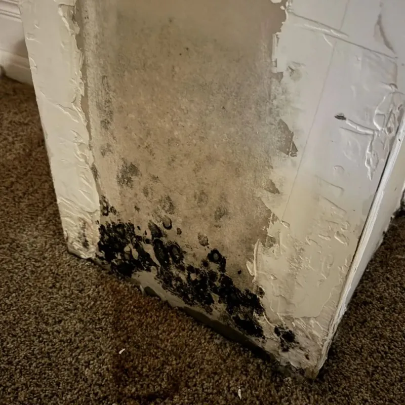 Professional Mold Removal in Cocke County, TN